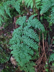 Dryopteris crispifolia