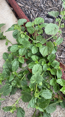 Rhynchosida physocalyx