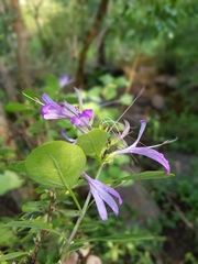 Chorisochora transvaalensis