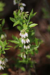 Vaccinium tenellum