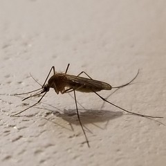 House Mosquito Complex