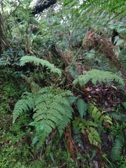 Dryopteris aemula