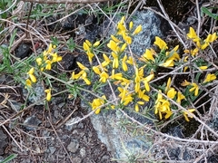 Genista januensis
