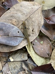 Sphaerodactylus grandisquamis
