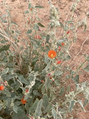 Sphaeralcea parvifolia