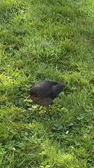 Turdus merula