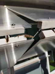 Podarcis guadarramae