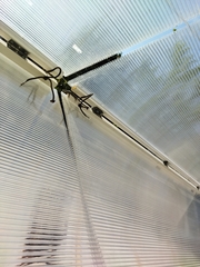 Podarcis guadarramae