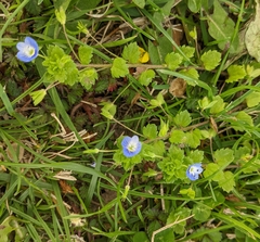 Veronica persica