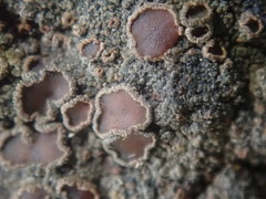 Protopannaria pezizoides