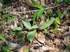 Erythronium rostratum