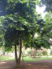 Prioria copaifera