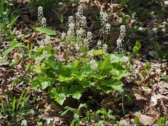 Tiarella wherryi