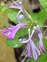 Chorisochora transvaalensis
