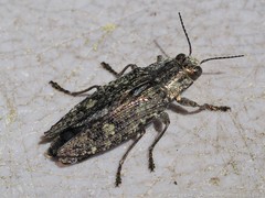 Texania campestris