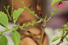 Phyllanthus attenuatus