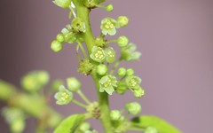 Phyllanthus attenuatus