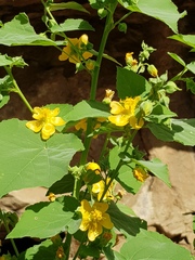 Abutilon angulatum angulatum