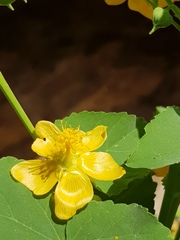 Abutilon angulatum angulatum