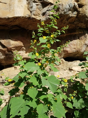 Abutilon angulatum angulatum