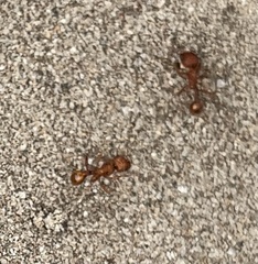 Pogonomyrmex comanche