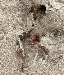 Pogonomyrmex comanche