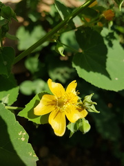 Abutilon angulatum angulatum