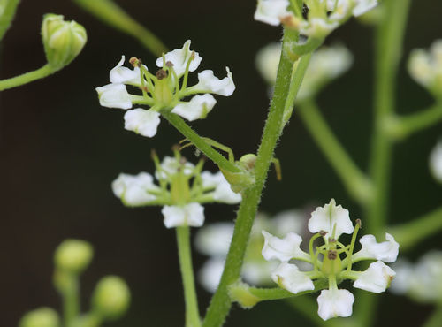 Slender bunchflower (Melanthium hybridum)