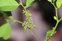 Phyllanthus attenuatus