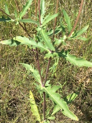 Tetragonotheca texana