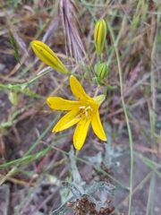 Triteleia ixioides ixioides