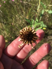 Tetragonotheca texana