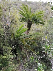 Encephalartos altensteinii