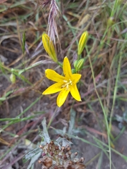 Triteleia ixioides ixioides
