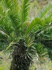Encephalartos altensteinii