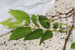 Phyllanthus attenuatus