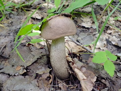 Leccinum duriusculum