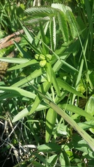 Fritillaria camschatcensis