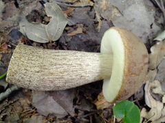 Leccinum duriusculum