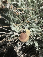Rhopalomyia pomum
