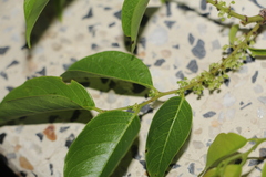 Phyllanthus attenuatus