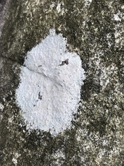 Trapelia placodioides