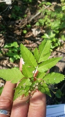 Osmorhiza purpurea