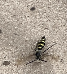 Dielis plumipes