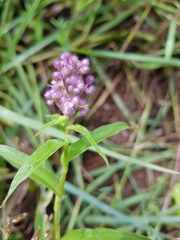 Floscopa glomerata