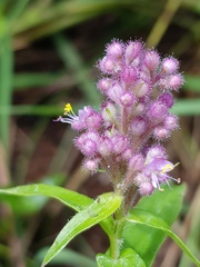 Floscopa glomerata