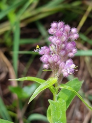 Floscopa glomerata