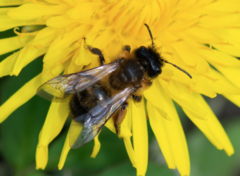 Andrena nigroaenea
