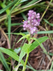 Floscopa glomerata