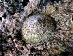 Patella rustica